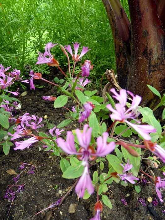 Clarkia breweri 'Pink Ribbons' (2)